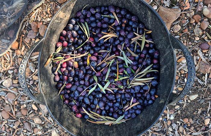 Olives dans un bac