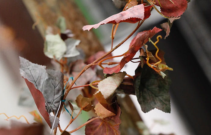 Zoom sur une branche de vigne