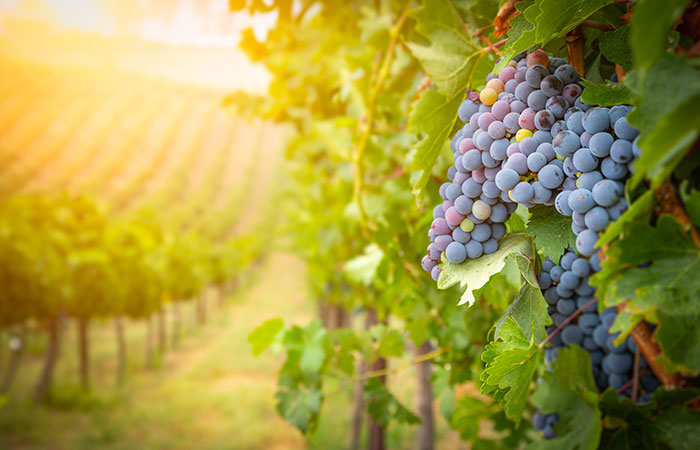 Des grappes de raisins dans une vigne