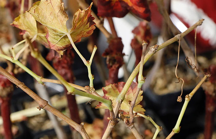 Plusieurs pousses de vignes en pot