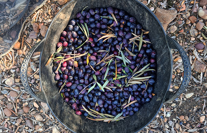 Olives in a tub