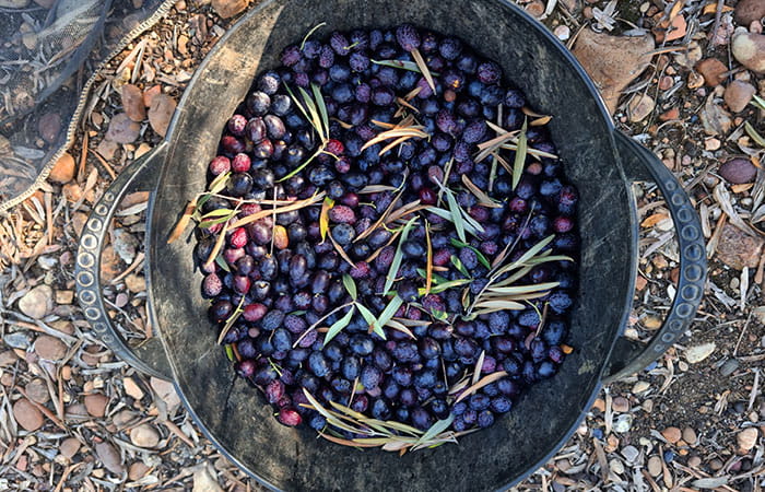 Olives dans un bac